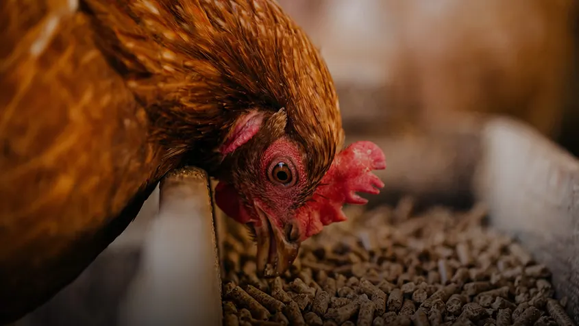 chicken eating poultry feed on farm, broiler feed production scene